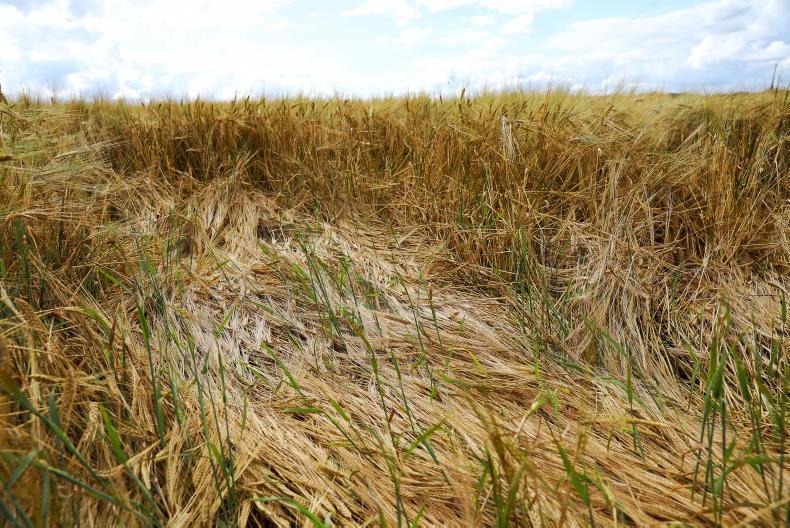 Good progress made - grain and straw yields low - Vimarsana News