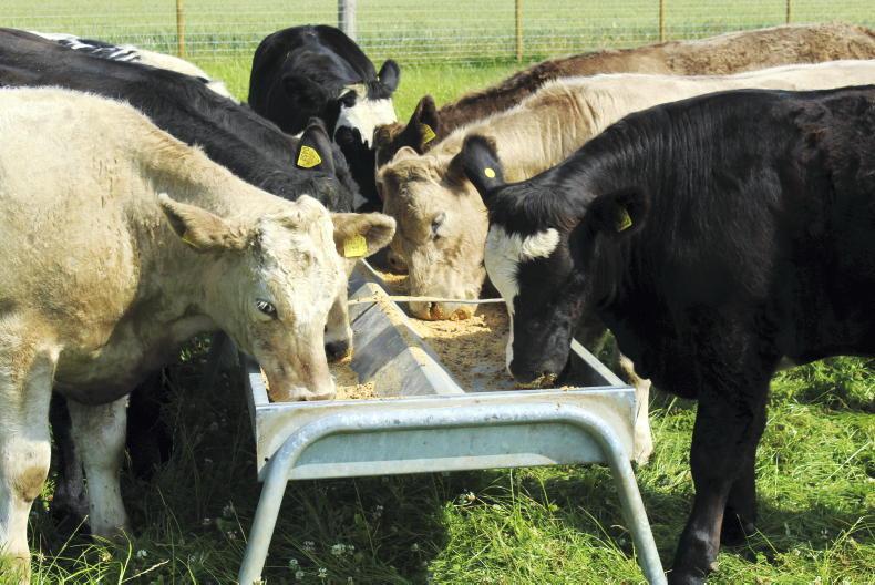 NI Trends: beef trade steadies as supplies tighten; lamb quotes increase - Vimarsana News