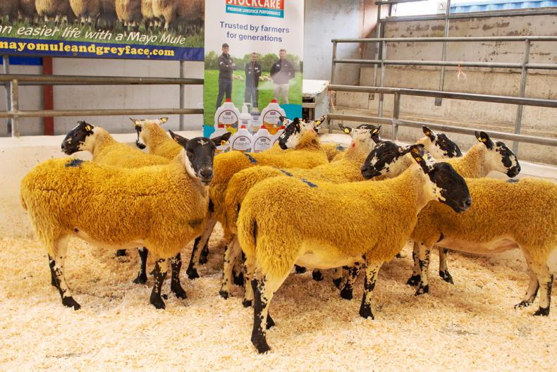 Sheep mart prices: low numbers of fleshed lambs €2 to €5 firmer - Vimarsana News