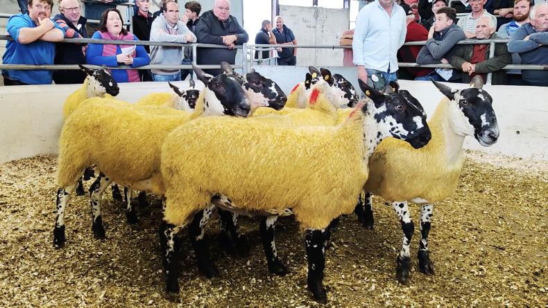 Breeding sheep sales exceeding expectations - Vimarsana News