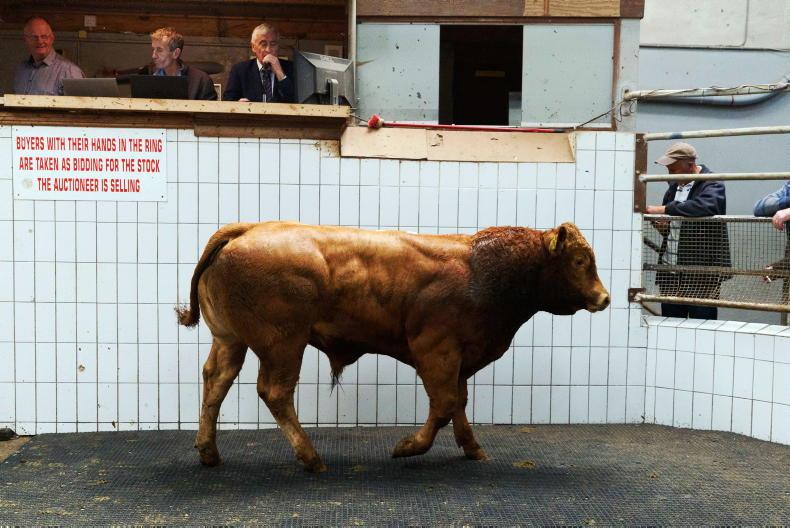 Positive vibes for autumn weanling sales - Vimarsana News
