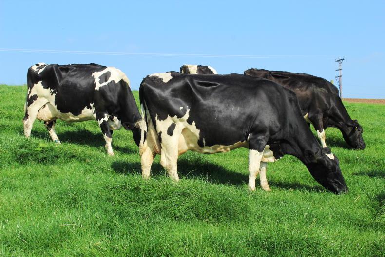 Cull cow kill 8,833 head or 3.4% lower in 2023 - Vimarsana News