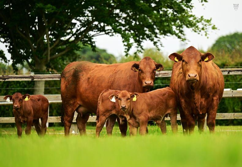 Meath herd bets on Beefmaster breed to shake up Irish breeding - Vimarsana News