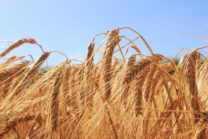 Boortmalt silent during 'one of the worst years' for growers - Vimarsana News