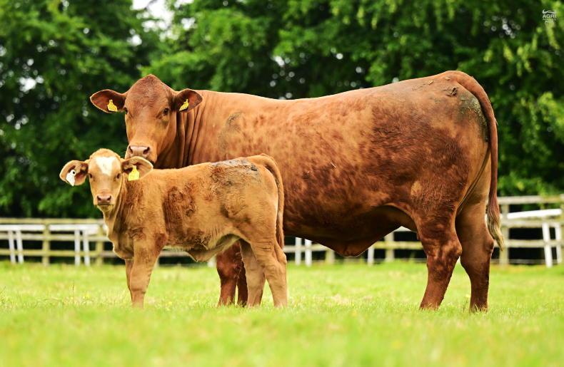 Cull cow options, minding 1st calving heifers and suckler scheme closing date - Vimarsana News