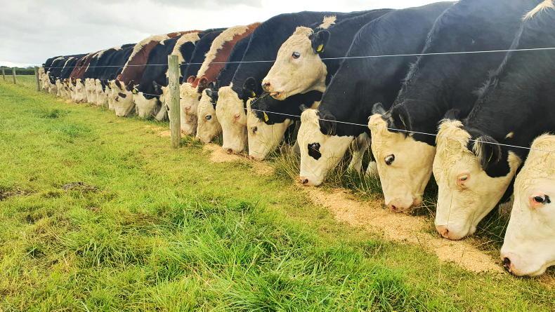 NI Trends: factories show more appetite for cattle; fat lamb numbers increase - Vimarsana News