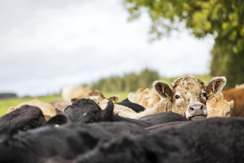 Ball is back in beef farmers' court – ICSA - 31 August 2023 Free - Vimarsana News