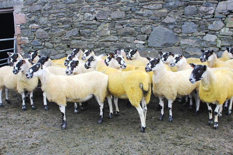 Sheep EBVs are the future: but when? - Vimarsana News