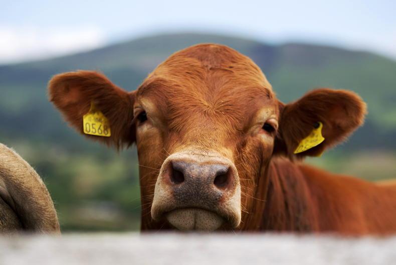 Beef farmers hit with 'indirect' price cuts - ICMSA - 05 September 2023 Free - Vimarsana News