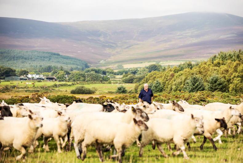 ICSA calls out sheep processors for falling behind EU prices - Vimarsana News