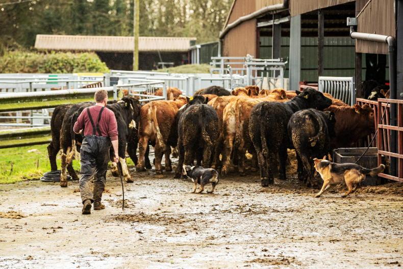 Agri jobs: part-time herdsperson needed in Roscommon - Vimarsana News