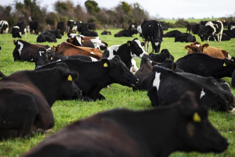 Irish Farmers Journal launches derogation calculator - Vimarsana News