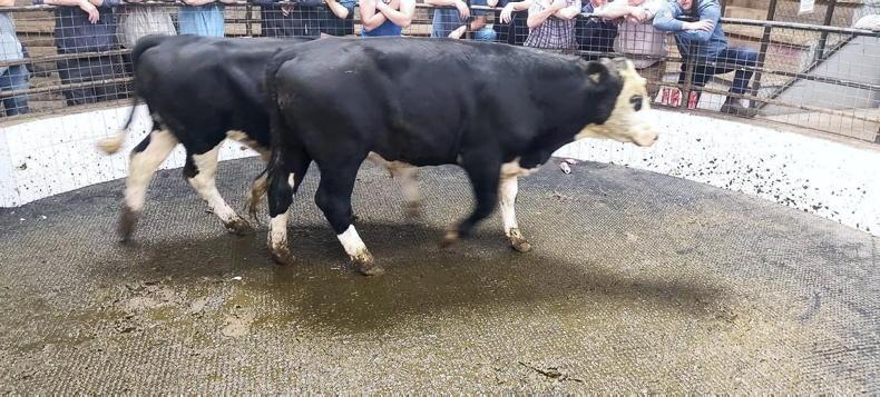 Camera at the Mart: battle for beef stores in Birr - Vimarsana News