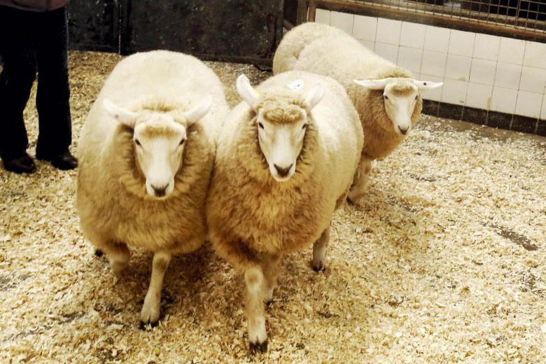 New venture for Galway Sheep Breeders' 101st show and sale - Vimarsana News