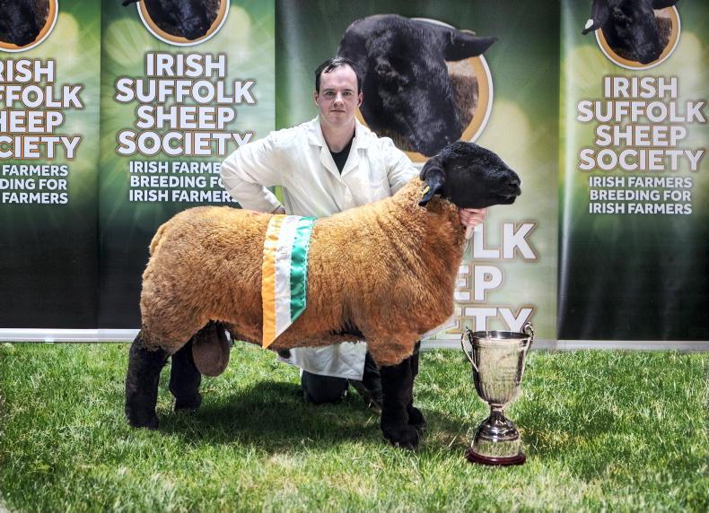 Priorview flock takes supreme champion at Irish Suffolk Sheep Society premier - Vimarsana News