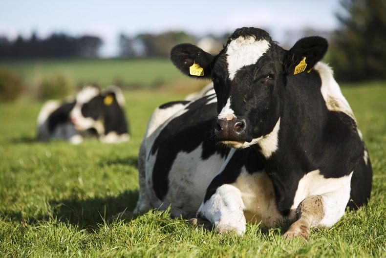 Warning over potential 'fire sale' of cull cows - Vimarsana News