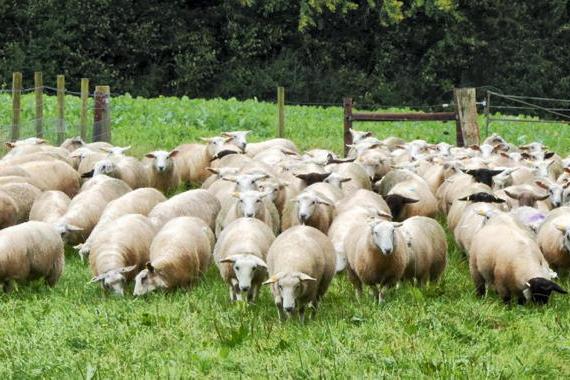 First chance to view new Tefrom sheep in the flesh - Vimarsana News