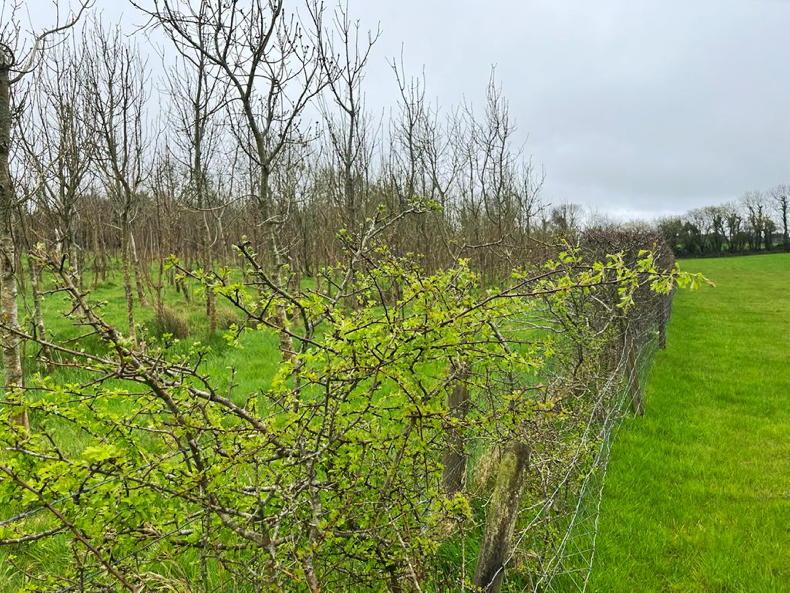 Department looking to beat EU to carbon farming roll out - Vimarsana News