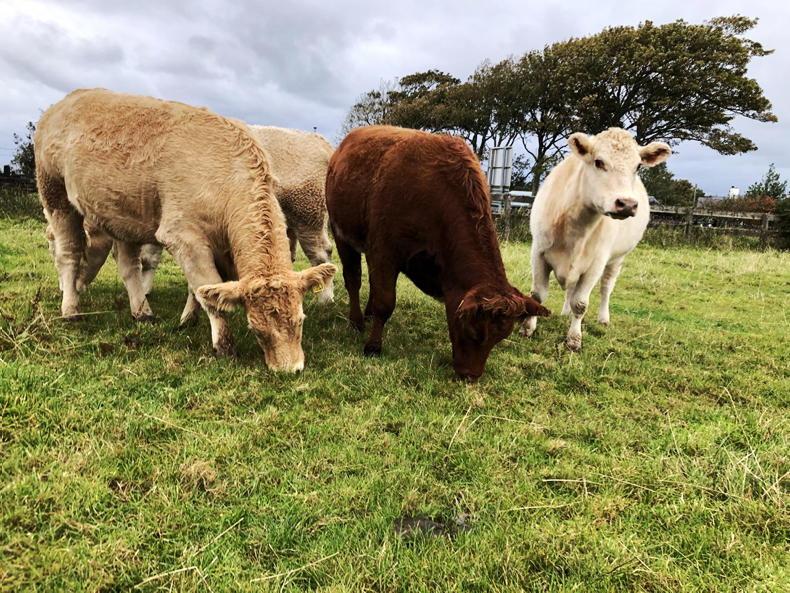NI Trends: prime cattle quotes rise with cattle in demand; lamb trade steady - Vimarsana News