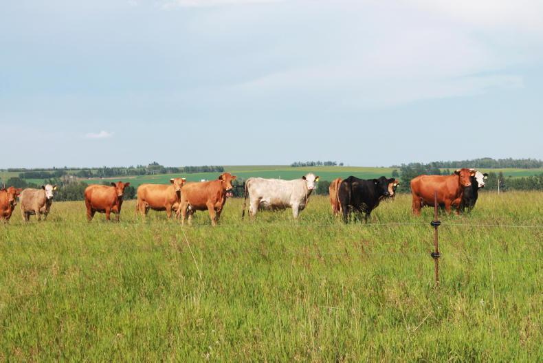 In pictures: farming 100 Beefbooster cows on 640ac with minimum inputs in Canada - Vimarsana News