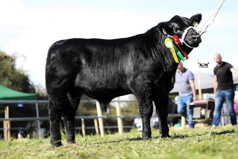 Angus extravaganza returns to Thurles - Vimarsana News