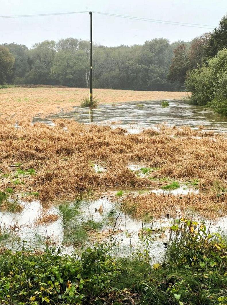 Pictures: flooded spring barley and unsalvageable crops - Vimarsana News