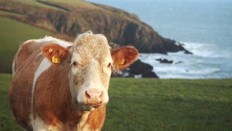 Gardaí seek coastal farmers' help in spotting drug imports - Vimarsana News