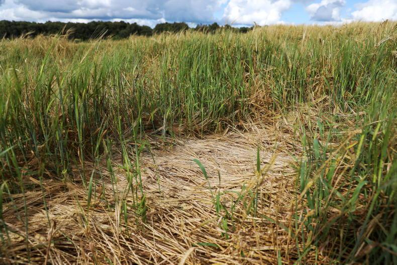 New €28/ha payment for the tillage sector - Vimarsana News