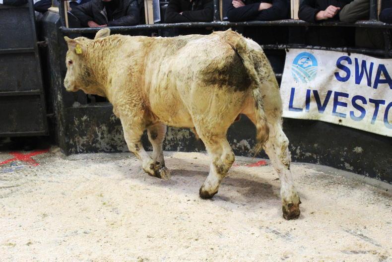 Weanling trade surges ahead in local marts - Vimarsana News