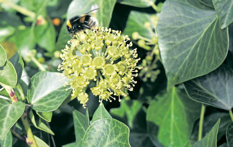 Find out what caught the eye of the Irish Country Living team this week