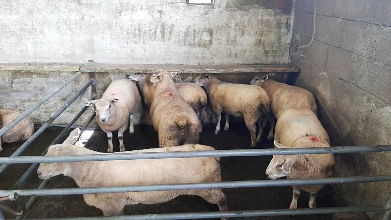 Sheep mart prices: plenty of bite for fleshed lambs - Vimarsana News