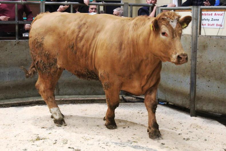 NI Trends: beef prices hold firm with increased numbers; lamb trade steady - Vimarsana News