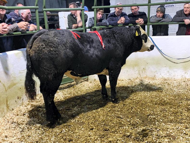 In pictures: bull weanlings top Cootehill trade - Vimarsana News