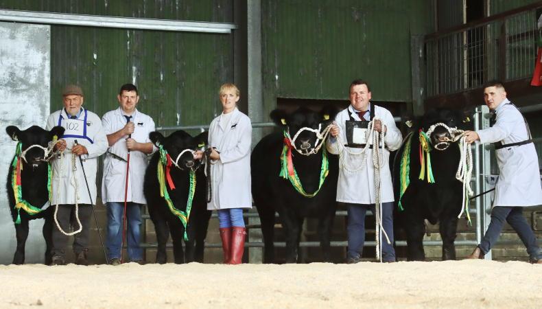 In pictures: champions and top prices from Irish Aberdeen Angus extravaganza - Vimarsana News