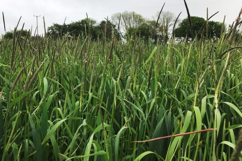 Differing rules do not help control invasive weeds