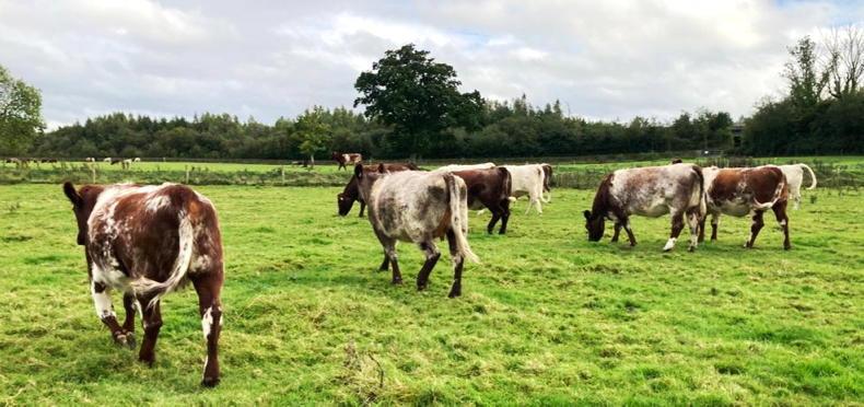 Third annual sale of Beef Shorthorn and Shorthorn-cross cattle set for Roscrea