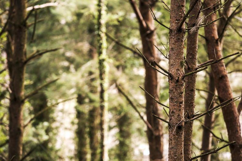 Calls for import ban as threat of bark beetle looms - Vimarsana News