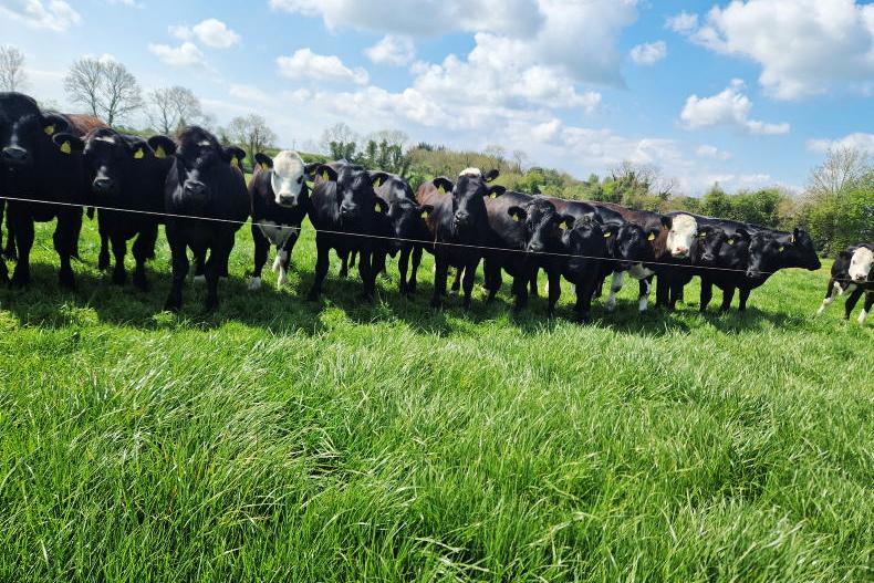 Budget 2024: extra €1.5m announced for dairy beef scheme - Vimarsana News