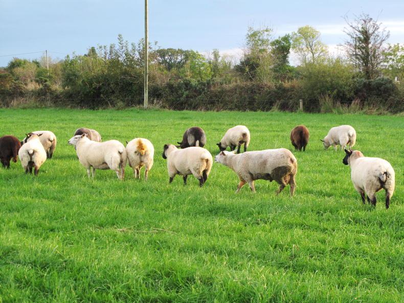 Sheep management: SIS confirmation, lamb drafting and TASAH deadline - Vimarsana News