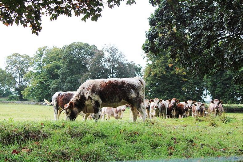 Beef management: Genotyping delays, grazing sheep and safety at loading time - Vimarsana News