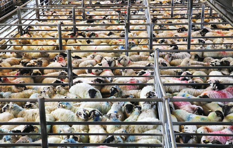Sheep mart prices: average store lamb prices slip back - Vimarsana News