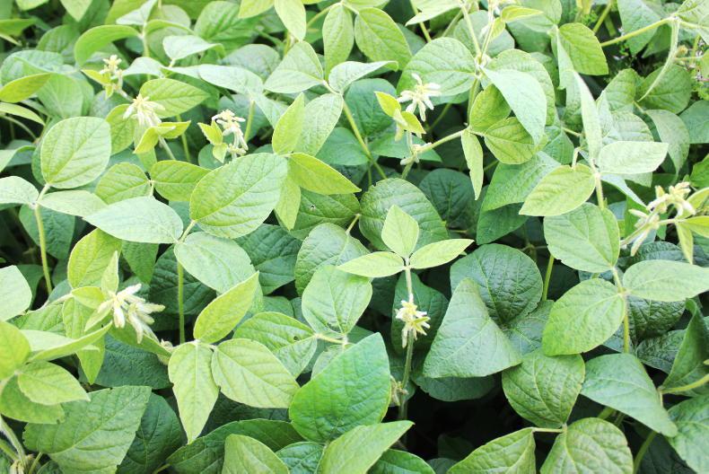 Soya bean stocks forecast tighter in global report - Vimarsana News