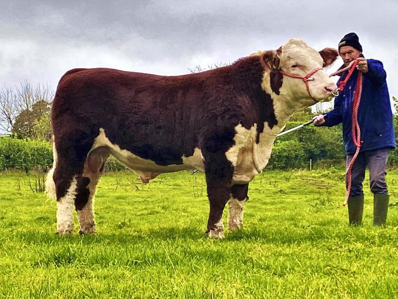 Irish Hereford Breed Society Premier Sale tops at €4,000 for Griananpoll 1 Wolflord - Vimarsana News