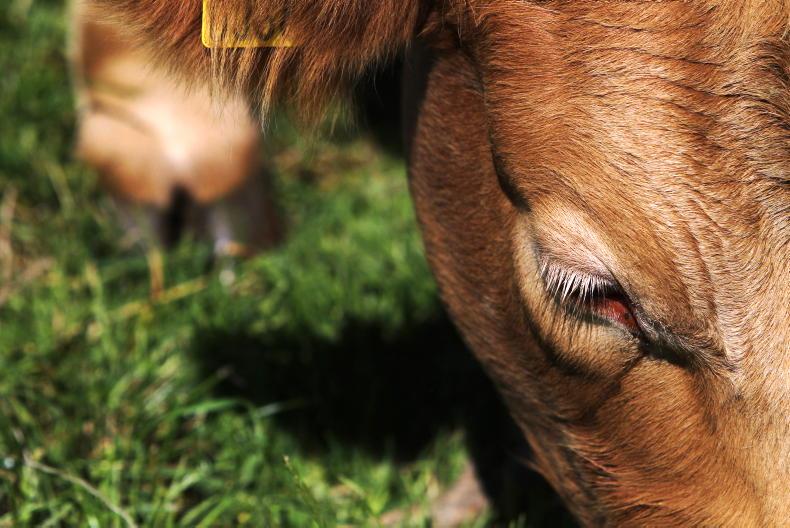 Farmer writes: survival of the fittest breeding policy - Vimarsana News