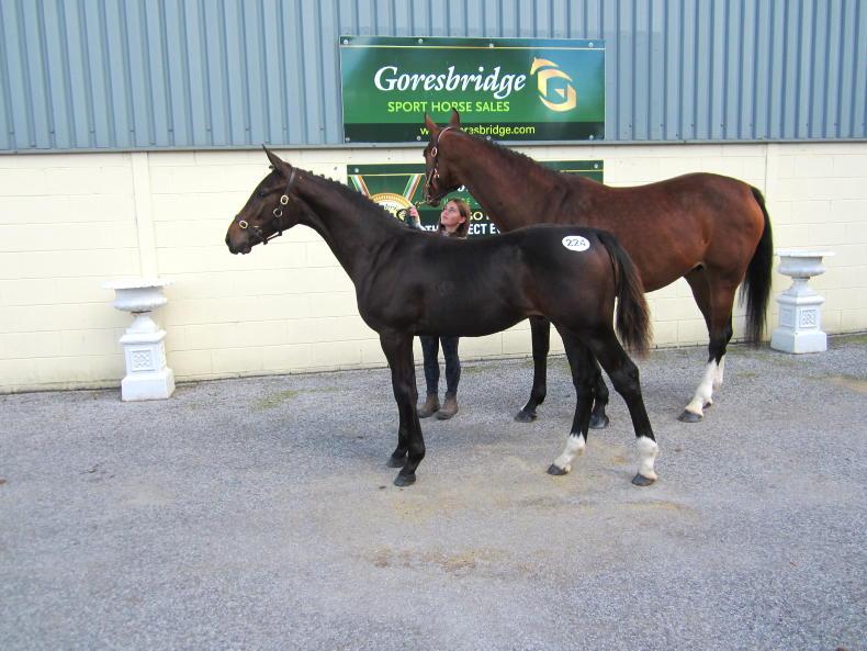Irish Horse: Solid pedigrees reap the rewards at Goresbridge - Vimarsana News