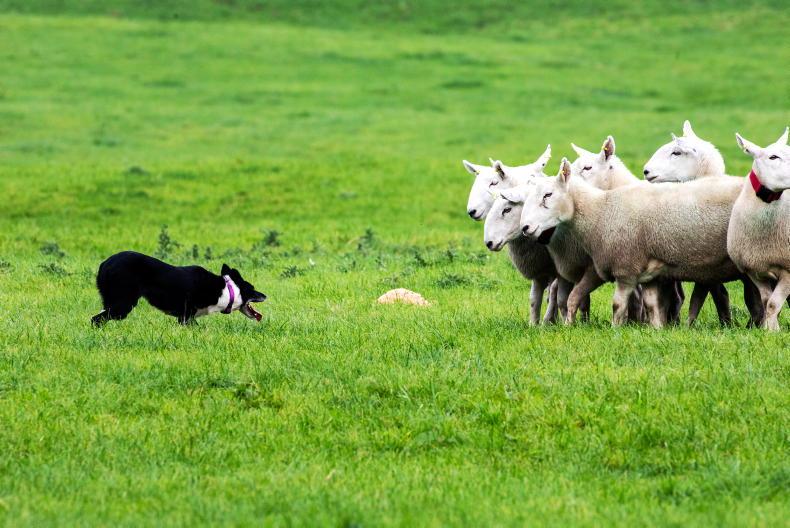 Bluetongue risk heightened as virus continues to spread in Europe - Vimarsana News