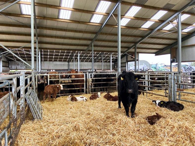 Beef Management: weather issues, housing space and ventilation - Vimarsana News