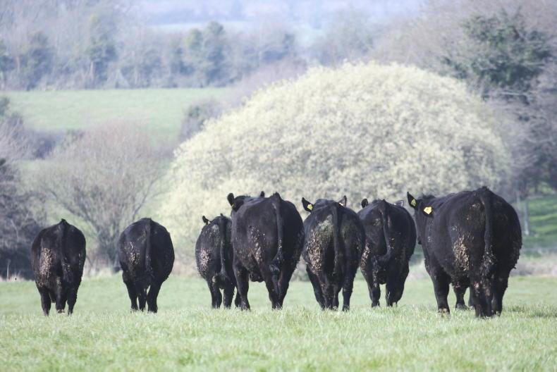 Angus bulls to soar in new beef rankings - Vimarsana News