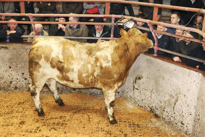 In Pictures: Beef heifers hit over €2,000 in Clogher - Vimarsana News