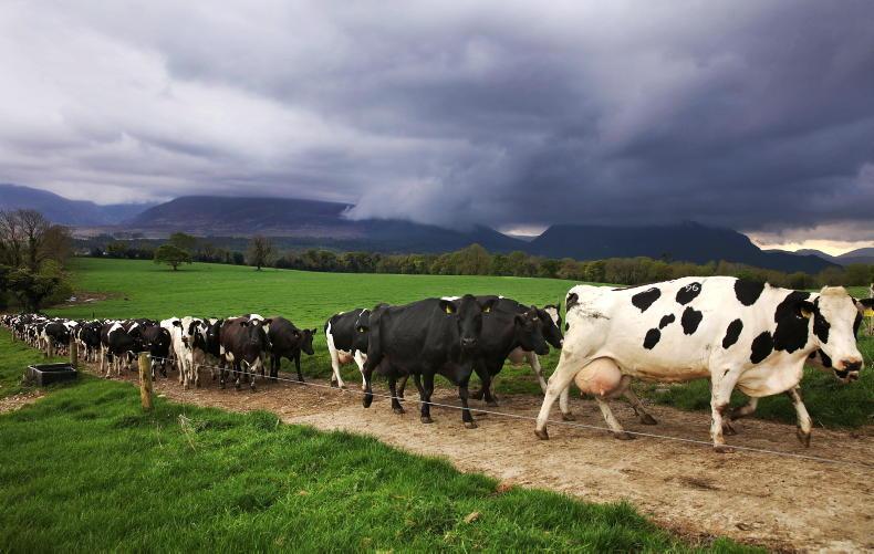 Full dispersal of Tullow Hill dairy herd plus machinery - Vimarsana News